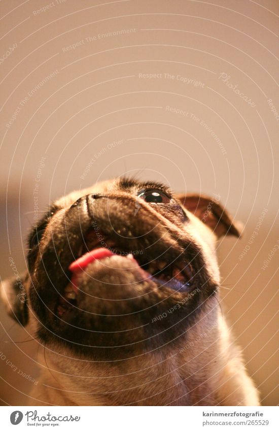 Puggy Head Eyes Nose Mouth Animal Pet Dog 1 Trust Discover Interest Alert Colour photo Interior shot Copy Space top Day Deep depth of field Worm's-eye view