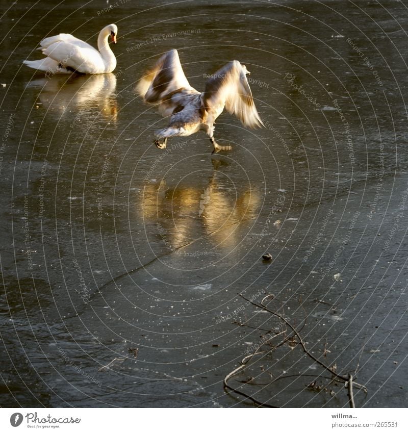 Finish or ladies' free skate after all? Winter Ice Frost Pond Lake Grand piano Swan Swan Lake 2 Animal Baby animal Running Funny Movement Reflection