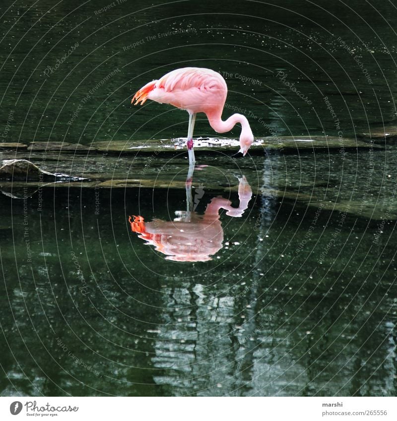 FlamingoDouble Nature Landscape Plant Animal Park Coast Lake Brook Zoo 1 Pink Surface of water Reflection To feed In pairs Colour photo Exterior shot Day