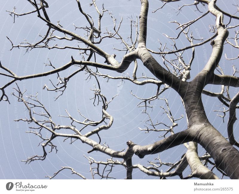 tree Nature Plant Sky Cloudless sky Spring Tree Wood Old Sharp-edged Firm Natural Blue Gray Expectation Eternity Freedom Power Nostalgia Perspective Environment