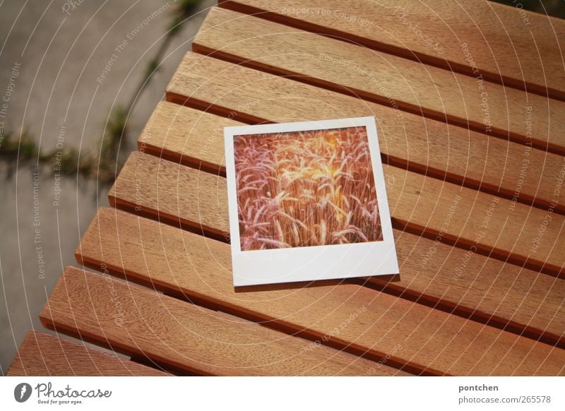 Polaroid is on the garden table. Agriculture. Ears of corn, wheat Table Field Concrete wood Brown Colour photo Exterior shot Cornfield Ear of corn Wheat