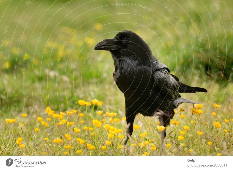 Black crow surrounded of yellow flowers Nature Animal Flower Park Dead animal Bird Observe Flying Stand Dark Bright Wild Yellow Crow raven wildlife Beak avian