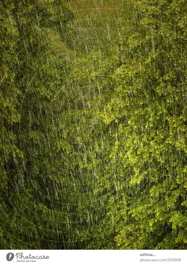 Rain brings blessing Tree Environment Nature Climate Weather Bad weather Storm Forest Wet Green Rainy weather