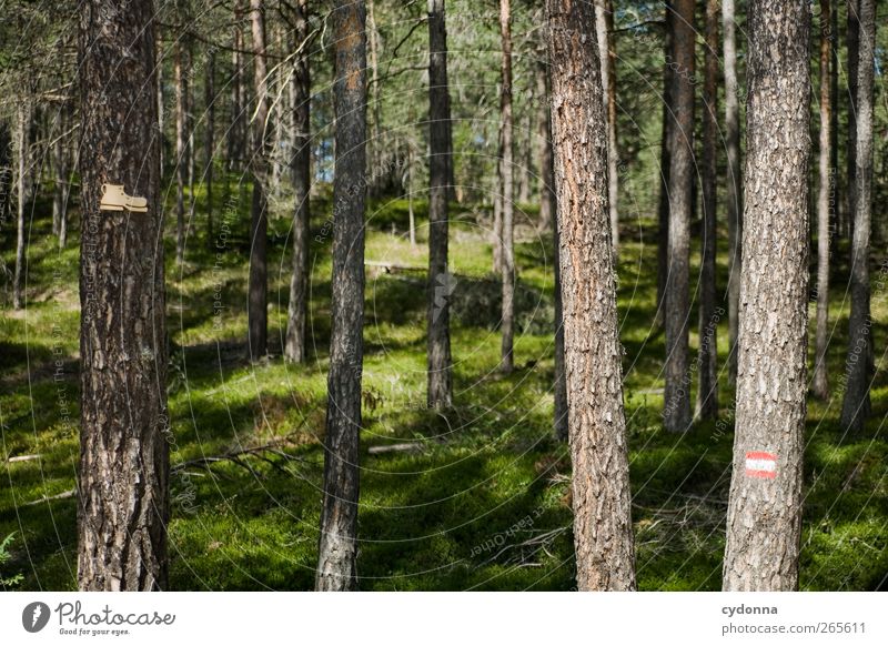 hiking signs Healthy Life Well-being Calm Leisure and hobbies Vacation & Travel Trip Adventure Hiking Environment Nature Landscape Summer Beautiful weather Tree