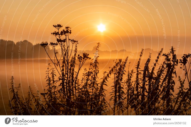 Nature and landscape Freedom Decoration Wallpaper Funeral service Landscape Autumn Winter Beautiful weather Fog Plant Wild plant stinging nettle Field Bog Marsh