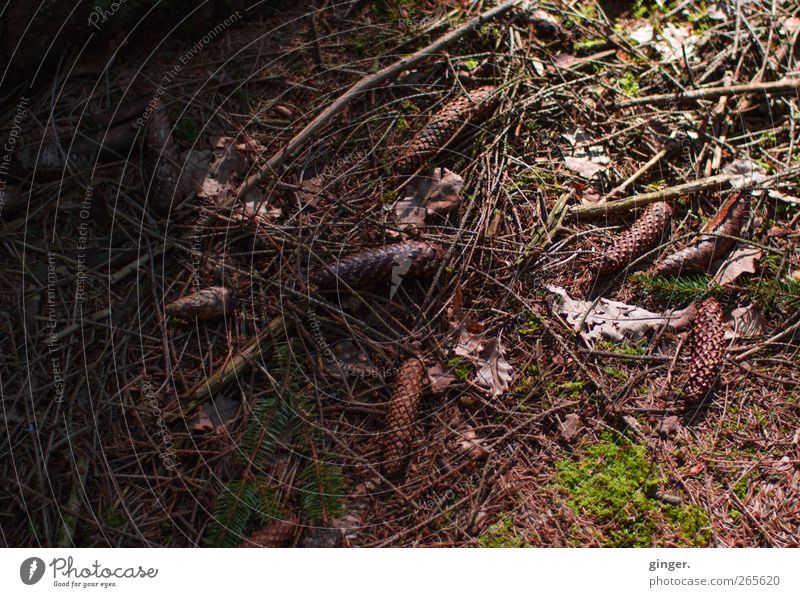 take my darkness into light. Environment Nature Plant Spring Autumn Moss Forest Brown Cone Fir needle Fallen Lie Ground Undergrowth Twigs and branches Remainder