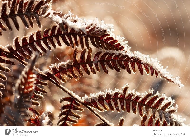 Ice crystals on the fern fronds Autumn Winter Snow Fern Fern leaf eagle fern Garden Park Forest Cold Brown Orange Autumnal Limp Death Frozen Colour photo