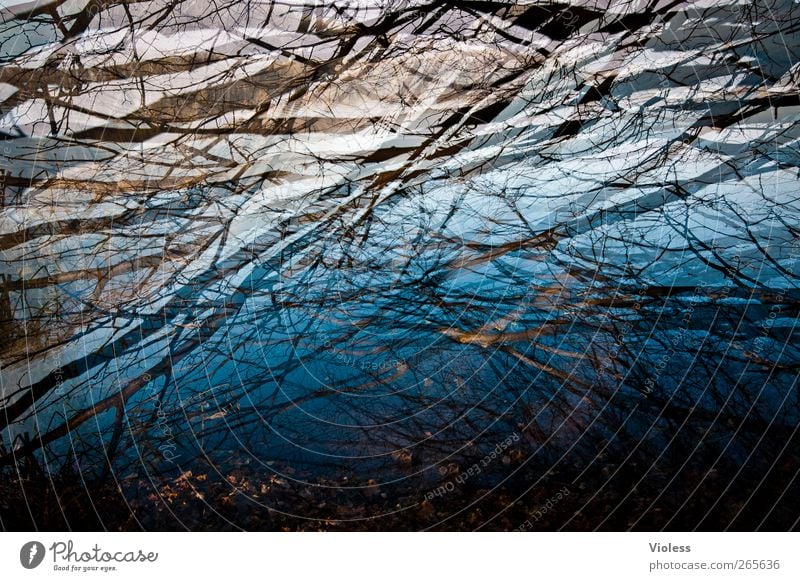 In the depth Water Lakeside Dark Wet Blue Branch Twigs and branches Reflection Double exposure Colour photo Exterior shot Experimental Deserted Day