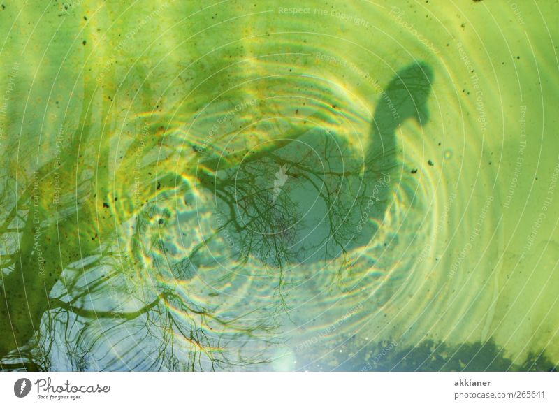 88 | Shady sides Environment Nature Elements Water Animal Bird Swan Wet Natural Colour photo Multicoloured Exterior shot Day Light Shadow