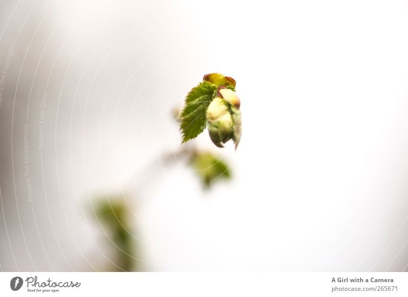 Happy Easter Environment Nature Plant Spring Bushes Leaf Blossom Bud Leaf bud Growth Phenomenon New Fresh Green Beginning Subdued colour Exterior shot Close-up