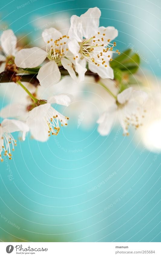 flower photo Nature Spring Leaf Blossom Twig Spring colours Blossoming Bright Natural Blue White Spring fever Turquoise Colour photo Close-up Deserted