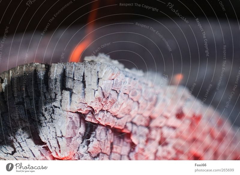 Easter fire Feasts & Celebrations Fire Wood Embers ash Hot Warmth Gold Gray Red Black Romance Calm Flame "Decay," Close-up Macro (Extreme close-up)