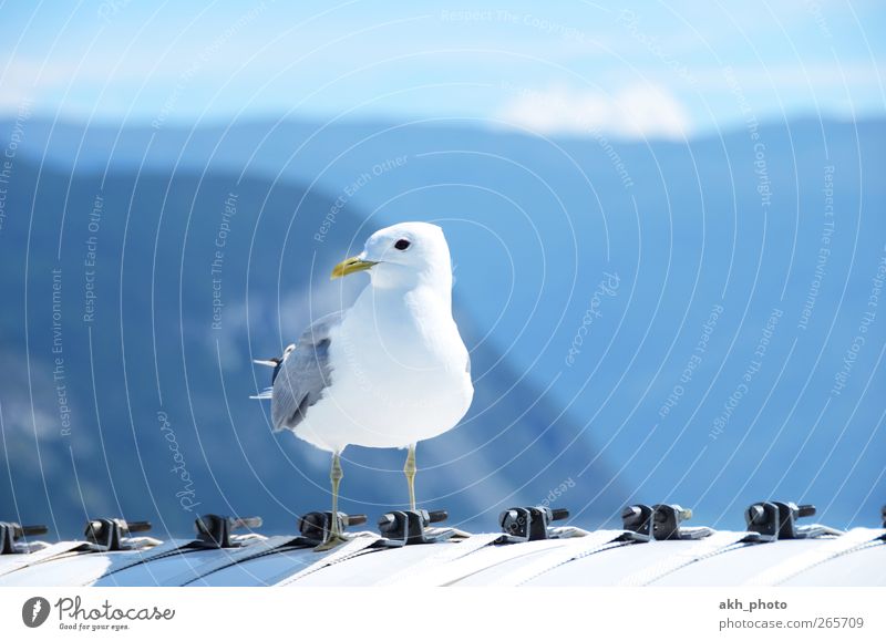 seagull Animal Bird Seagull Silvery gull 1 Bright Beautiful Blue Gray White Freedom Vacation & Travel Vacation photo Vacation mood Sky Travel photography