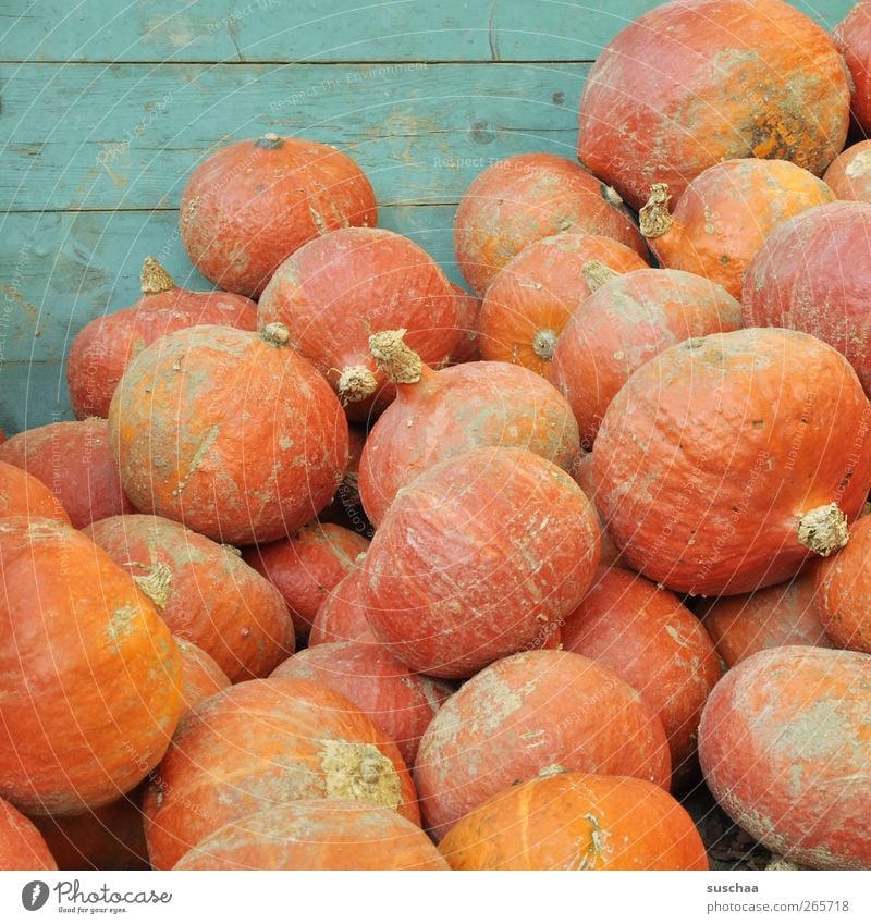 many pumpkins in one heap Autumn Round Juicy Nutrition food products Fruit Vegetable Pumpkin Agriculture Harvest Orange store Colour photo Exterior shot