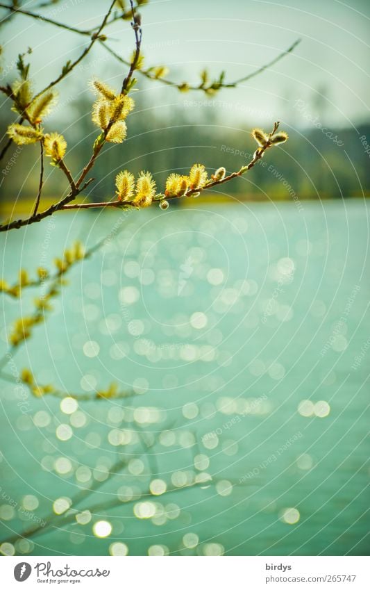 Spring at the lake Nature Water Tree Blossom Lakeside Blossoming Glittering Illuminate Esthetic Authentic Bright Positive Beautiful Warmth Spring fever