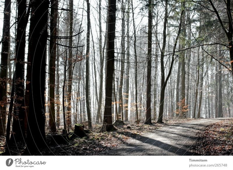 Easter - Departure Environment Nature Plant Spring Tree Forest Observe Looking Esthetic Authentic Simple Gray Green Emotions Trust Attentive Contentment Shadow