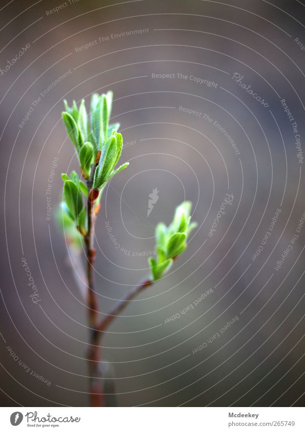 spring fever Environment Nature Plant Spring Leaf Foliage plant Authentic Simple New Brown Yellow Gray Green Black White Bud Leaf bud Branch Branched