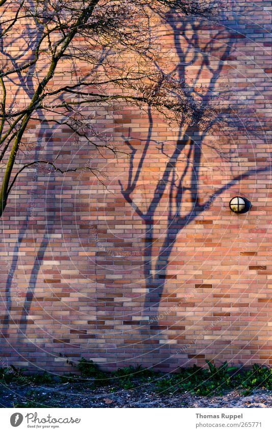 shadows on the wall Plant Beautiful weather Tree Deserted Industrial plant Factory Wall (barrier) Wall (building) Facade Stone Concrete Authentic Power Trust