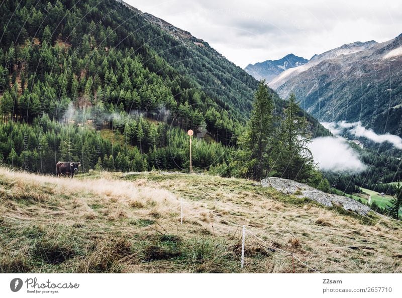 Zwieselstein | E5 Adventure Hiking Nature Landscape Clouds Autumn Forest Alps Mountain Cow Sustainability Natural Green Loneliness Idyll Environment