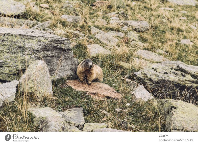 Marmot | Timmelsjoch | South Tyrol Adventure Hiking Nature Landscape Autumn Beautiful weather Rock Animal Observe Listening Looking Stand Wait Natural Curiosity