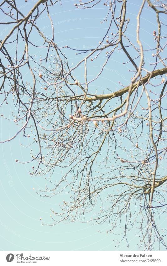 The trees are falling. Environment Nature Plant Sky Spring Weather Beautiful weather Tree Foliage plant Chestnut tree Blue New Branch Twigs and branches Green