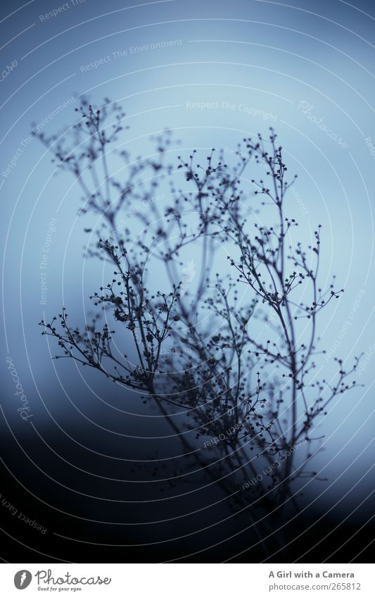 within an instance Environment Nature Plant Winter Grass Bushes Meadow Field Exceptional Dark Gloomy Dry Blue Death Subdued colour Exterior shot Detail