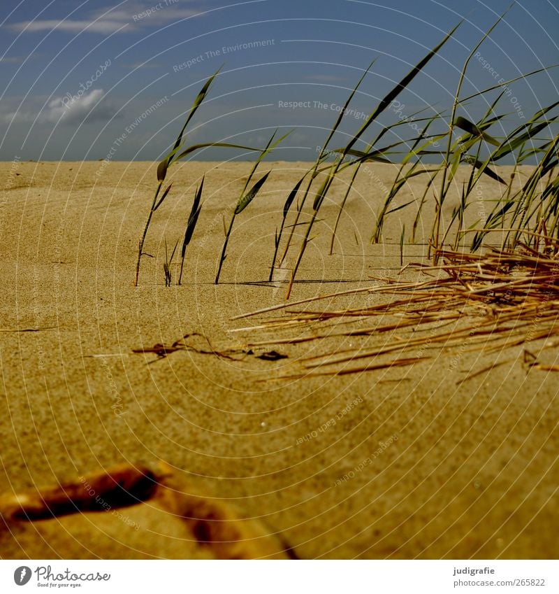 coastline Environment Nature Landscape Plant Sky Beautiful weather Grass Coast Beach Baltic Sea Sand Natural Warmth Wild Relaxation Calm Vacation & Travel