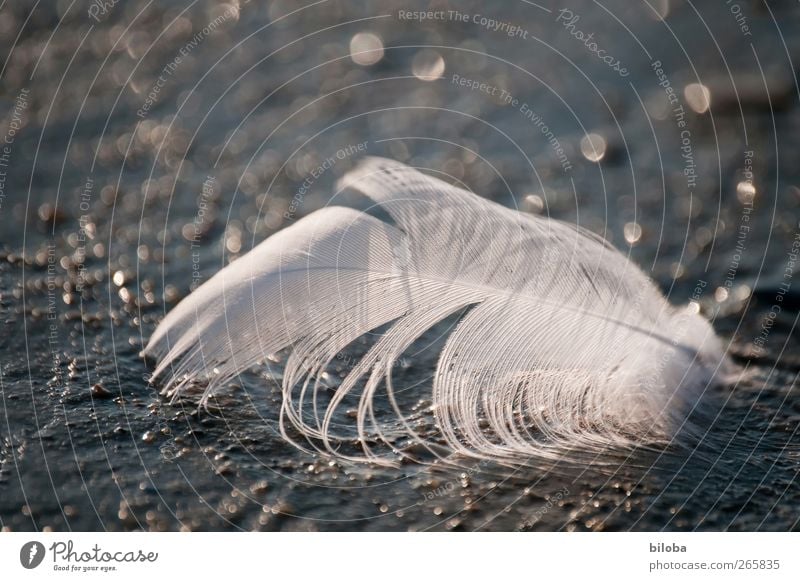 windswept Summer Autumn Beach Feather Brown White Grief Loneliness Disheveled Sandy beach North Sea Colour photo Exterior shot Deserted Copy Space top Evening