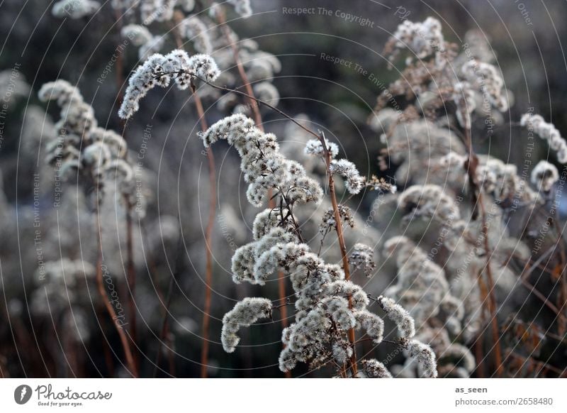 grasses Senses Calm Environment Nature Plant Autumn Winter Climate Ice Frost Grass blossom Meadow Movement Illuminate Dark Cold Dry Brown White Attentive