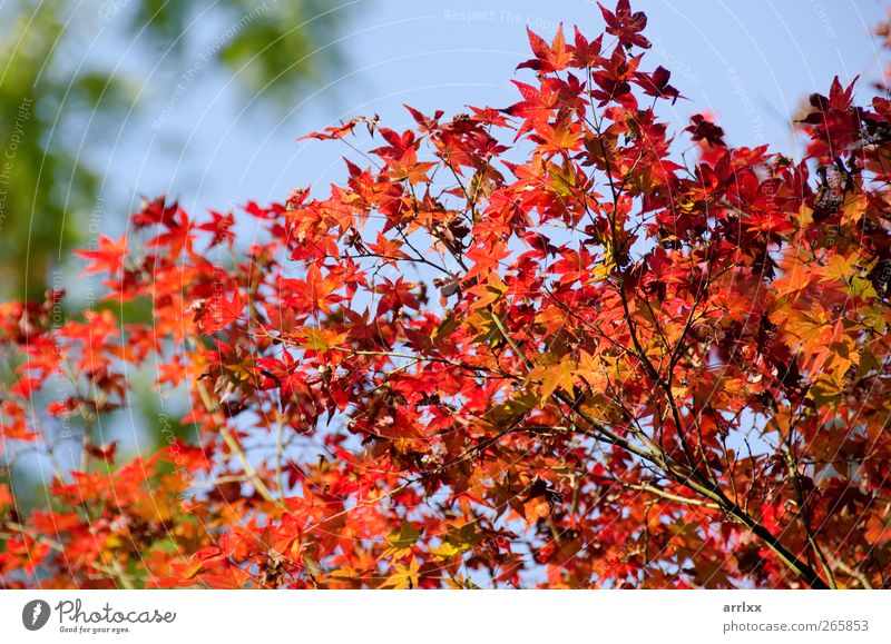 Herbstlaub / Colorful leaves background Life Environment Nature Plant Sky Autumn Tree Leaf Foliage plant Japan Growth Fresh Natural Blue Yellow Gold Red Joy