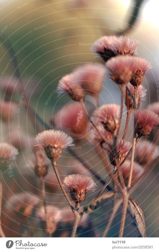 aster Plant Autumn Beautiful weather Flower Leaf Blossom Garden Park Brown Pink Red White Seed Herbaceous plants Paintbrush Autumnal colours Delicate Jewellery