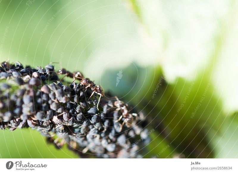 Second round at the buffet Animal Plant Grass Leaf Foliage plant Agricultural crop Wild plant Garden Park Meadow Wild animal Insect Ant Column of ants Pests