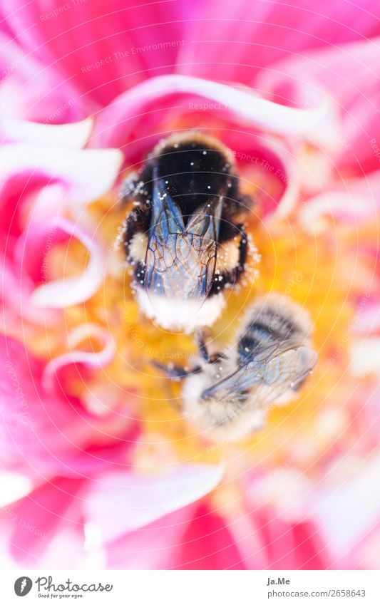 Break at the pollen bar Environment Nature Plant Animal Spring Flower Rose Blossom Agricultural crop Pollen Nectar Honey Garden Park Meadow Field Wild animal