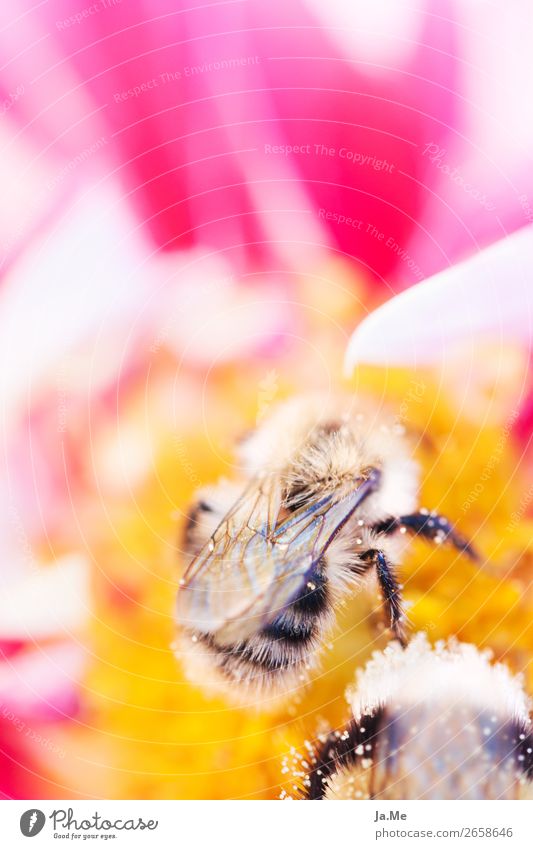 BEE AT WORK Environment Nature Plant Animal Spring Summer Rose Blossom Agricultural crop Wild plant Garden Park Meadow Wild animal Bee Wing Honey bee Bumble bee