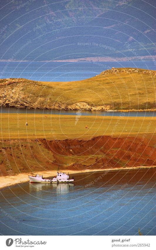 once to Lake Baikal and back Environment Nature Landscape Plant Animal Blue Brown Multicoloured Watercraft Fisherman Cow Coast Island Siberia Colour photo