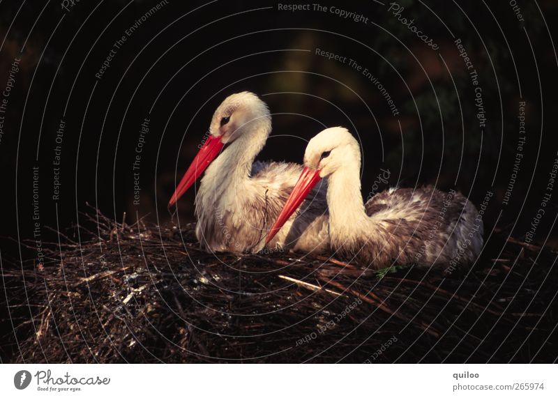 twosome Nature Animal Bird Stork Geranium 2 Pair of animals Sit Together Cuddly Red Black White Happy Safety Safety (feeling of) Sympathy Friendship Love