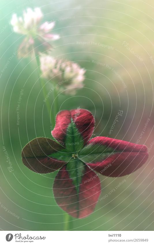 White Clover Garden plants Plant Summer trifolium repens Multicoloured Gray Green red-leafed Cloverleaf Red Clover blossom Pink Colour photo Exterior shot