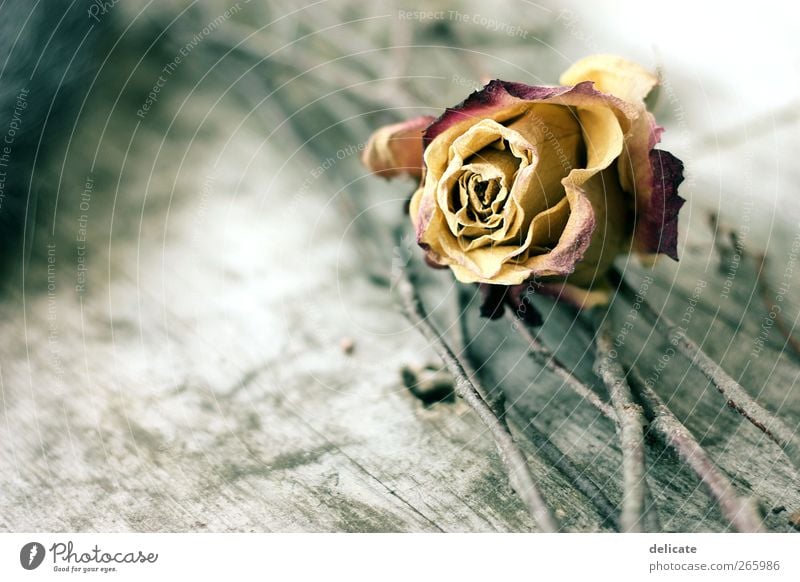 Old Rose Environment Nature Plant Blossom Garden old rose Shriveled Dried Wood wooden underlay Wooden table Wooden board Branch Fine Yellow dark red Delicate