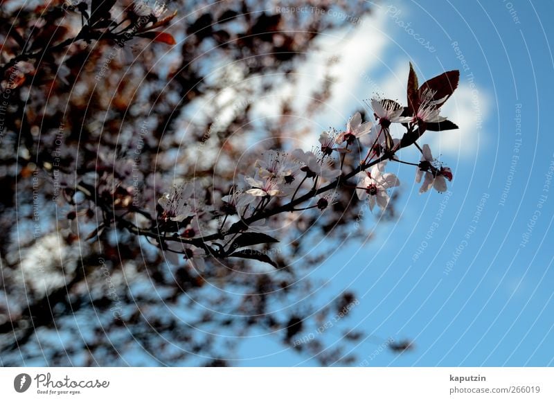 April Nature Plant Air Sky Clouds Sunlight Spring Climate Weather Beautiful weather Tree Flower Bushes Leaf Blossom Agricultural crop Garden Park Blue