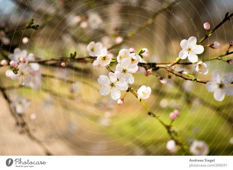 World of health Environment Nature Landscape Plant Spring Beautiful weather Tree Blossom Park Blossoming Fragrance Friendliness Fresh Natural Warmth Pink White