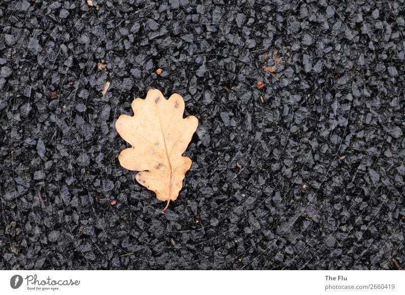 Lost in the asphalt desert Plant Autumn Leaf Street Old Wait Dry Brown Black Loneliness Elegant Apocalyptic sentiment Environmental pollution