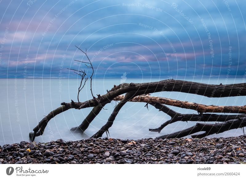 Baltic Sea coast on the island of Moen in Denmark Vacation & Travel Tourism Beach Ocean Nature Landscape Water Clouds Autumn Tree Coast Stone Blue Idyll moen