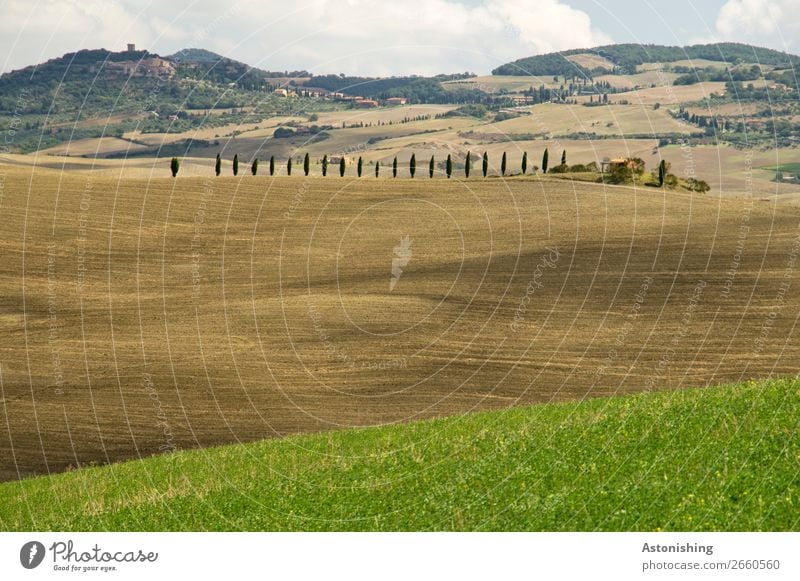 array Environment Nature Landscape Plant Sand Sky Clouds Horizon Summer Weather Tree Grass Bushes Cypress Meadow Field Hill Tuscany Italy