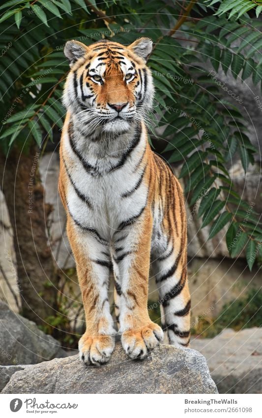 Close up front portrait of Siberian Amur tiger Nature Animal Tree Rock Wild animal Cat Animal face Zoo 1 Stone Observe Stand Cute Watchfulness Tiger young