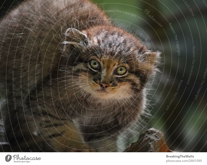 Close up portrait of manul kitten Nature Animal Forest Rock Wild animal Cat Animal face Zoo 1 Baby animal Dark Small Cute Manul Kitten Snout stare Cautious