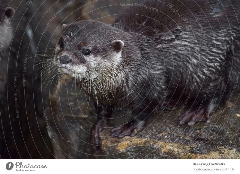 Close up portrait of one small river otter Nature Animal River Wild animal Animal face Zoo 1 Observe Small Mammal wildlife predator captivity Enclosure