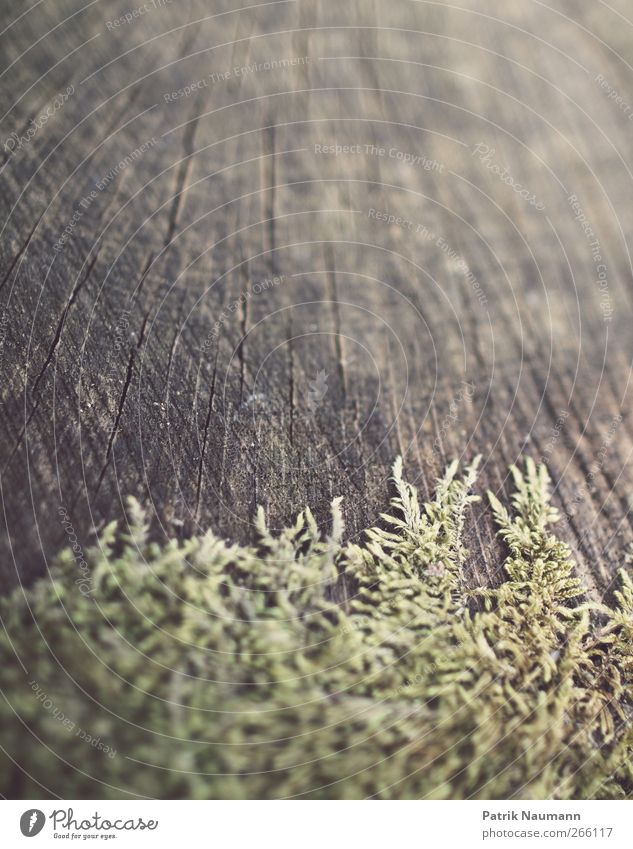 Sterling Moss Environment Nature Spring Brown Green Wood Exterior shot Close-up Detail Deserted Copy Space top Day Contrast Sunlight Shallow depth of field