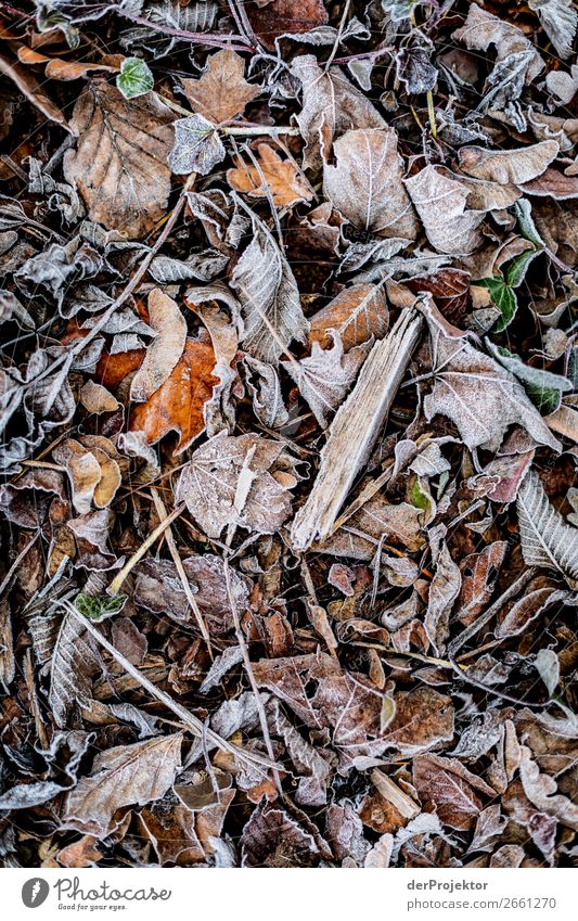 Rime on leaves Berlin Trip Nature Environment Sightseeing Plant Autumn Beautiful weather Acceptance Autumn leaves Autumnal colours Experiencing nature