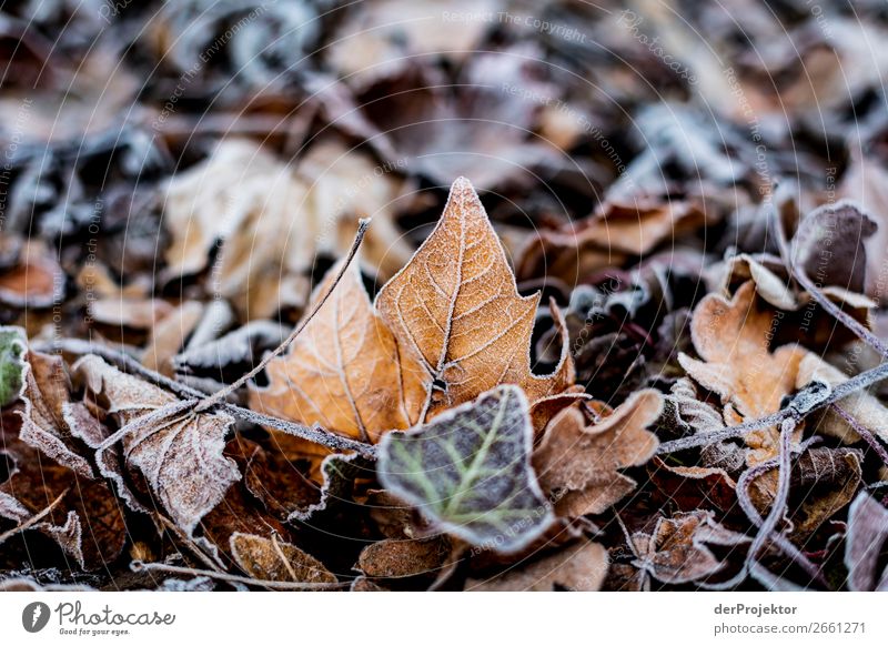 Rime on leaves Berlin Trip Nature Environment Sightseeing Plant Autumn Beautiful weather Acceptance Autumn leaves Autumnal colours Experiencing nature