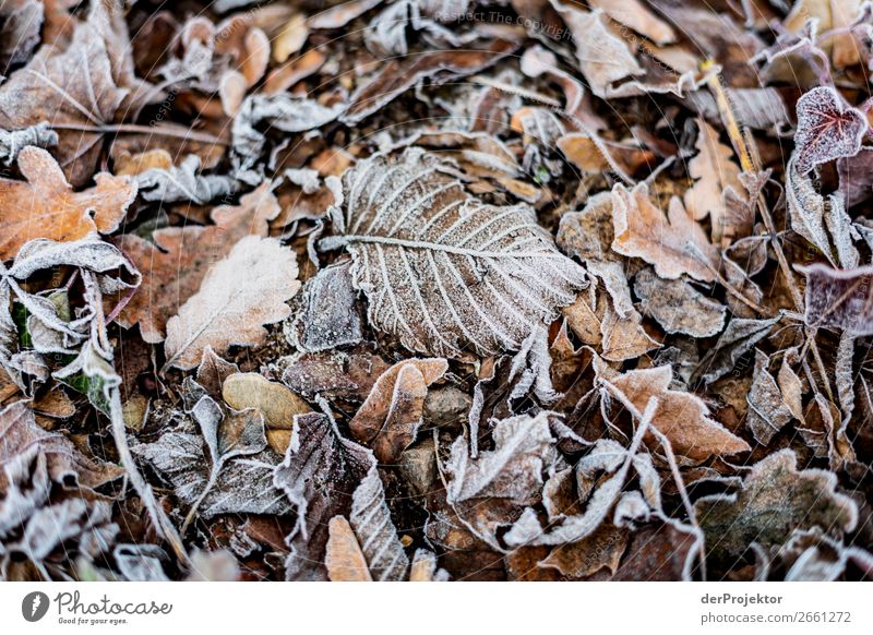 Rime on leaves Berlin Trip Nature Environment Sightseeing Plant Autumn Beautiful weather Acceptance Autumn leaves Autumnal colours Experiencing nature